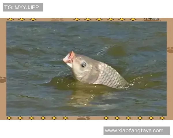 科学街舞技术训练方法探索与实践的全面指南MBA